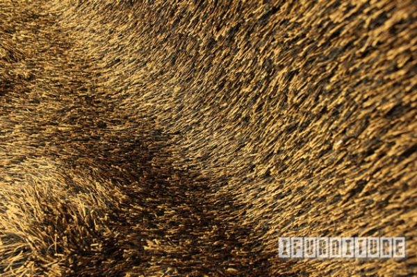 Picture of AURORA Rug Range