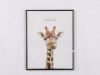 Picture of GIRAFFE 55X70 Canvas Framed Print