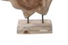 Picture of BARON Solid Teakwood Display Abstract - 30
