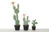 Picture of Desert Star 02 Medium Simulated Cactus *Angel Wing with Flower