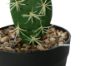 Picture of Desert Star 03 Small Simulated Cactus *Angel Wing