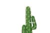 Picture of Desert Oasis 02 Simulated Cactus *Saguaro