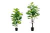 Picture of ARTIFICIAL PLANT Fiddle Leaf (Black Plastic Pot) - 150cm Tall