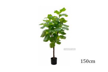 Picture of ARTIFICIAL PLANT Fiddle Leaf (Black Plastic Pot) - 150cm Tall