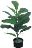 Picture of Artificial Plant 55cm Fiddle Leaf *Black Plastic Pot