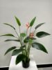 Picture of Artificial Plant 90cm Bird of Paradise With 16 Leaves and 2 Flowers *Black Plastic Pot