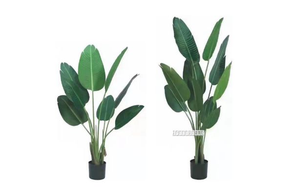 Picture of ARTIFICIAL PLANT H120cm/H160cm Banana Leaf (Black Plastic Pot)