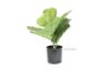 Picture of Artificial Plant 33cm Fiddle Leaf *Black Plastic Pot