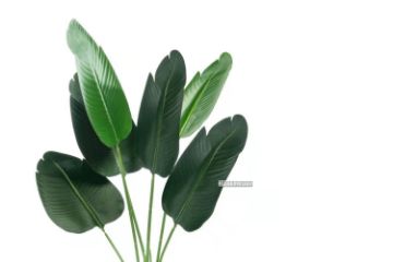 Picture of Tropical Banana Leaf - 120cm