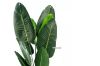 Picture of Tropical Banana Leaf - 180cm