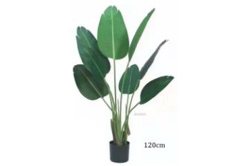 Picture of ARTIFICIAL PLANT Banana Leaf (Black Plastic Pot) - H120cm