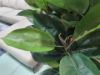 Picture of ARTIFICIAL PLANT Rubber Tree (H160cm)