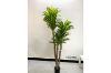 Picture of ARTIFICIAL PLANT BRAZILWOOD (Black Plastic Pot) - H150cm