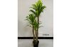 Picture of ARTIFICIAL PLANT BRAZILWOOD (Black Plastic Pot) - H120cm