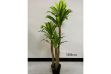 Picture of ARTIFICIAL PLANT BRAZILWOOD (Black Plastic Pot) - H180cm