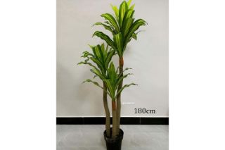 Picture of ARTIFICIAL PLANT BRAZILWOOD (Black Plastic Pot) - H180cm