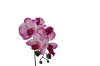 Picture of ARTIFICIAL PLANT Pink-White Orchid with Green Vase (H37cm)