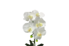 Picture of ARTIFICIAL PLANT White Orchid with Silver Vase (H45cm)