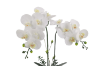 Picture of ARTIFICIAL PLANT White Orchid with Silver Vase (H56cm)