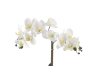 Picture of ARTIFICIAL PLANT White Orchid with White Vase (H43cm)