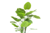 Picture of ARTIFICIAL PLANT Taro Tree