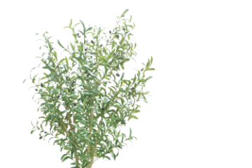 Picture of ARTIFICIAL PLANT Olive Tree (H180cm)