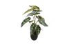 Picture of ARTIFICIAL PLANT Alocasia with Black Pot