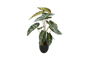 Picture of ARTIFICIAL PLANT Alocasia with Black Pot