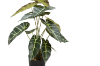 Picture of ARTIFICIAL PLANT Alocasia with Black Pot