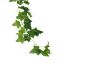 Picture of ARTIFICIAL PLANT Sweet Potato Vines 01 (2M Long)