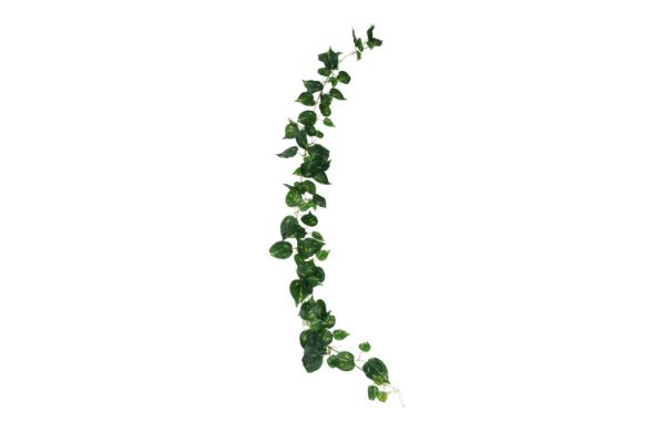 Picture of ARTIFICIAL PLANT Sweet Potato Vines 02 (2M Long)