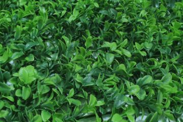 Picture of ARTIFICIAL Green Wall 3M² (Indoor/Outdoor Wall Decoration) - Bayberry