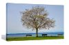 Picture of TREE WATERFRONT AT SEATTLE UNITED STATES - Frameless Canvas Print Wall Art (150cmx100cm)