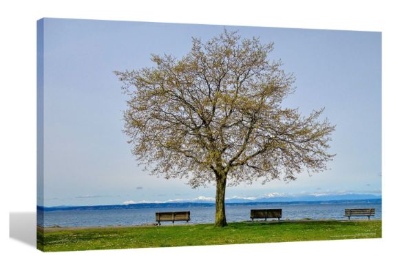 Picture of TREE WATERFRONT AT SEATTLE UNITED STATES - Frameless Canvas Print Wall Art (150cmx100cm)