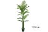 Picture of ARTIFICIAL PLANT H90/H120/H150/H200cm Palm (Black Plastic Pot)