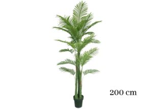 Picture of ARTIFICIAL PLANT Palm (Black Plastic Pot) - H200cm