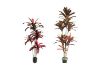 Picture of ARTIFICIAL PLANT CORDYLINE TERMINALIS (H150cm/H210cm)