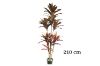 Picture of ARTIFICIAL PLANT CORDYLINE TERMINALIS (H150cm/H210cm)