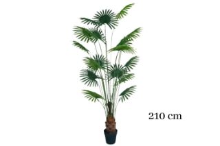 Picture of ARTIFICIAL PLANT Fan Palm Tree (H210cm)