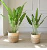 Picture of JUTE Rope Flowerpot/Plant Basket/Storage Basket - Large (22cmx25cm)