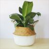 Picture of SEAGRASS Belly Basket/Floor Planter/Storage Belly Basket (White & Natural Two Tone) (Multiple Sizes)