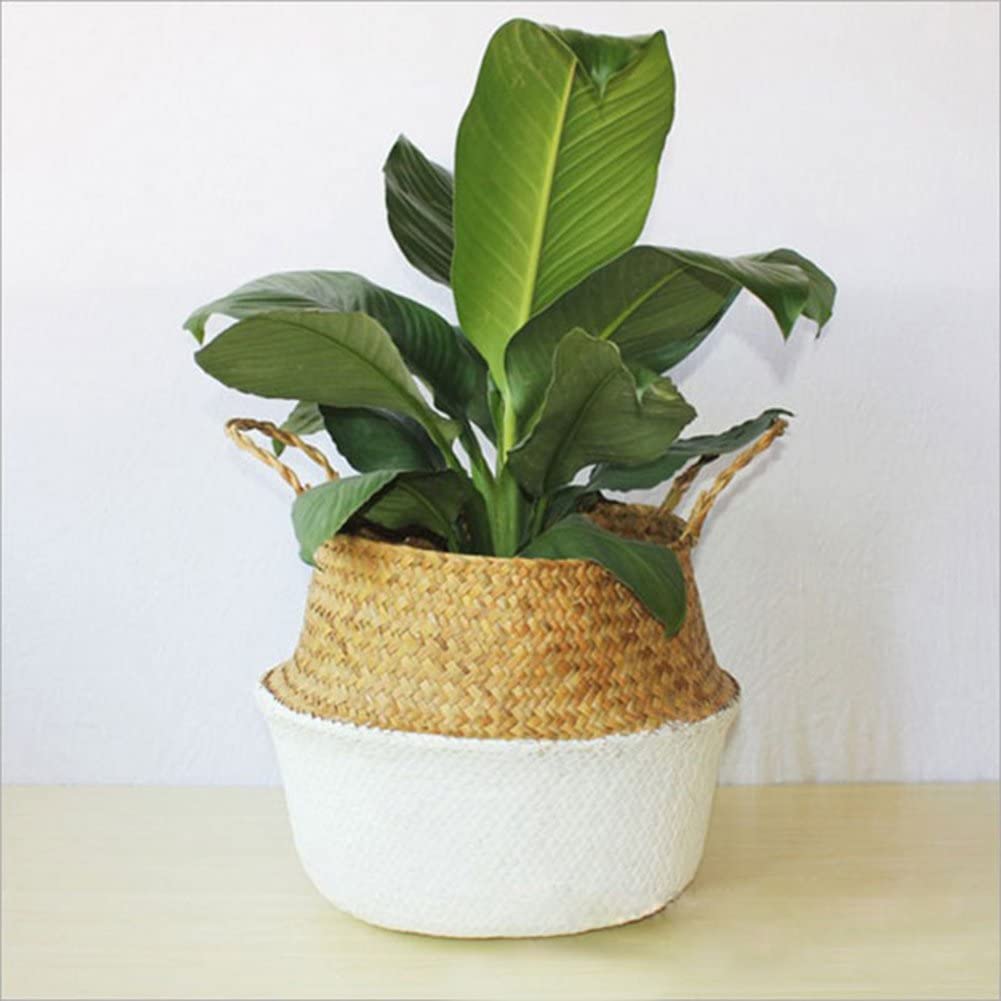 SEAGRASS Belly Basket/Floor Planter/Storage Belly Basket (White & Natural Two Tone) Medium