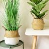 Picture of SEAGRASS Belly Basket/Floor Planter/Storage Belly Basket (White & Natural Two Tone) - Large