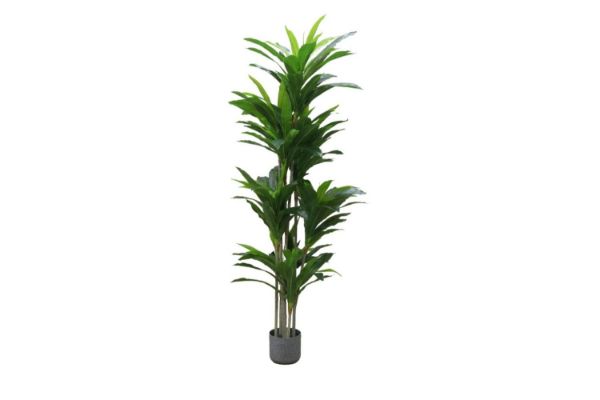 Picture of ARTIFICIAL PLANT Dracaena Fragrans - 180CM