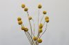 Picture of BILLY BUTTONS Bunch