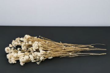 Picture of RICE FLOWER Bunch