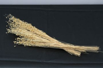 Picture of LINSEED Flax Bunch