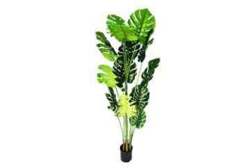 Picture of ARTIFICIAL Plant Monstera Delicosa - 140CM