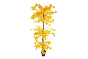 Picture of ARTIFICIAL PLANT Ginkgo Tree (180cm)