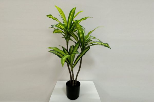 Picture of ARTIFICIAL PLANT BRAZILWOOD H120cm/H150cm/180cm (Black Plastic Pot)